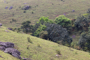 绿意盎然的山坡风景