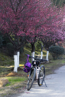 自行车 梅花树