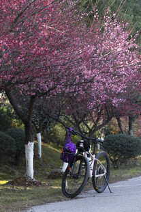  花树 单车