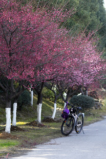 骑行 花树