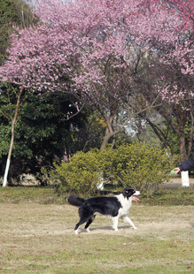 梅花 狗