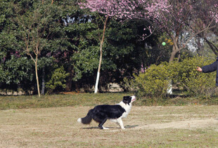 边牧 户外 阳光