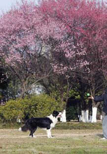 狗 梅花树