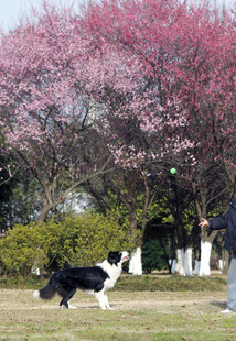 梅花 狗