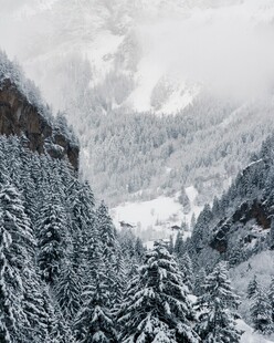 雪山松林景观