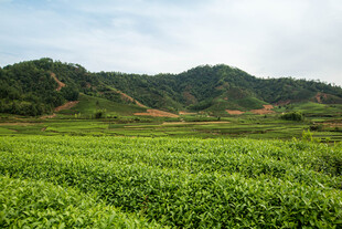 茶田