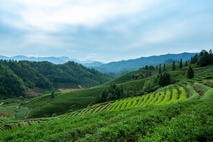 茶田