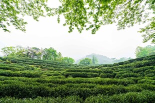茶田