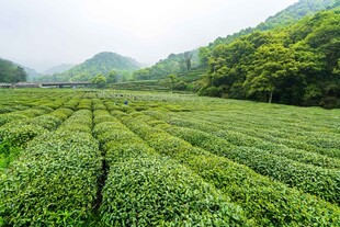 茶田
