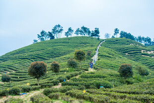 茶田