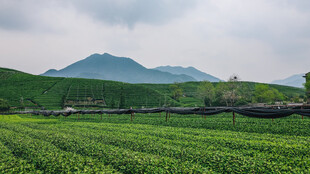 茶田