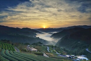 茶田