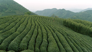 茶田