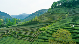 茶田