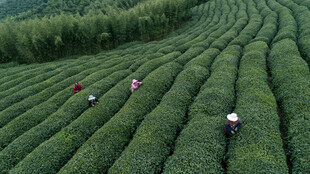 茶田