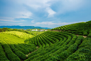 茶田