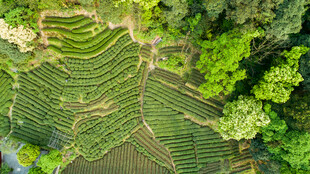 茶田