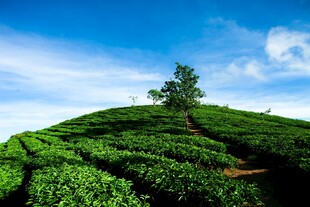 茶田