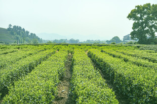 茶田