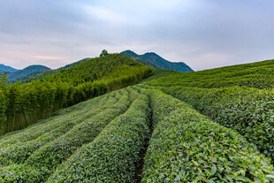 茶田