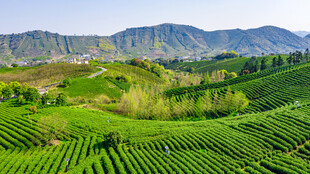 茶田