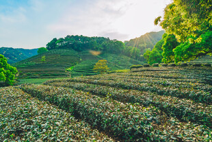 茶田