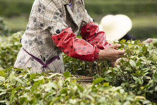 茶农采茶