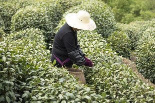 茶农采茶