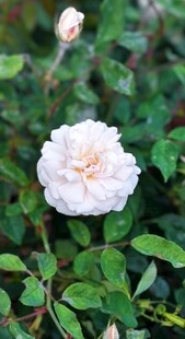 白色月季 蔷薇花绽放于绿丛中