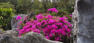 三角梅 烂漫紫花绽于石间