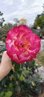 手持娇艳月季花