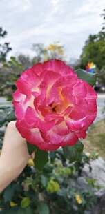 手捧娇艳粉色月季花