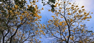 秋日树木与蓝天景致