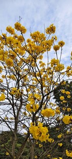 黄花风铃木 枝头绽放的金黄花朵