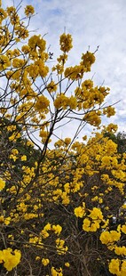 黄花风铃木 金黄花朵绽放枝头