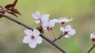 枝头绽放的美丽白色花朵