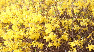 金黄迎春花绽放