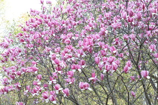 盛开的玉兰花树