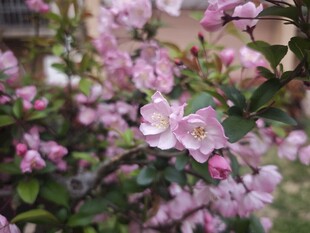 粉色海棠花绽放