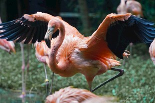 火烈鸟展翅瞬间