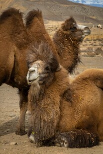 沙漠中休憩的骆驼群