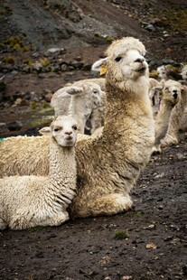 一群羊驼悠闲休憩