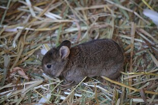 稻草上的小家鼠