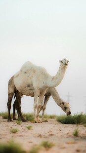 沙漠中的骆驼群