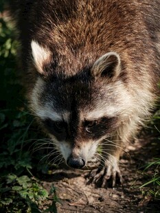 户外觅食的小浣熊