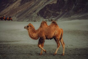 沙漠中的单峰骆驼