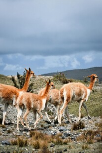 草原上的几只骆马