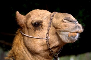 骆驼特写