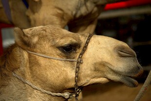 骆驼特写