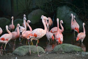 一群火烈鸟聚集在岩石边